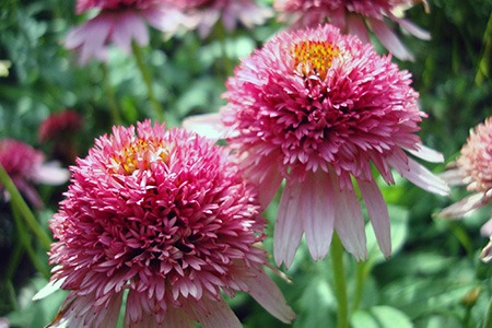 some types of echinacea, like butterfly kisses, can grow up to 1.5 feet tall