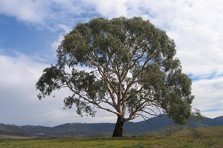 there are different types of eucalyptus, like candlebark eucalyptus, famous for its ribbon-like shapes