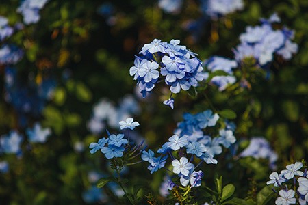 ceratostigma griffithii