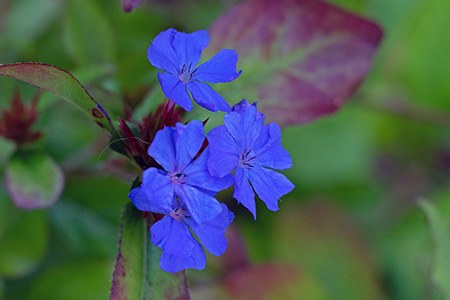 some plumbago varieties, like ceratostigma plumbaginoidesi grows quite faster in comparison to others
