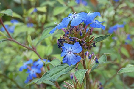 ceratostigma willmottianum