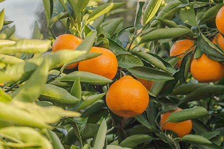 chinotto orange