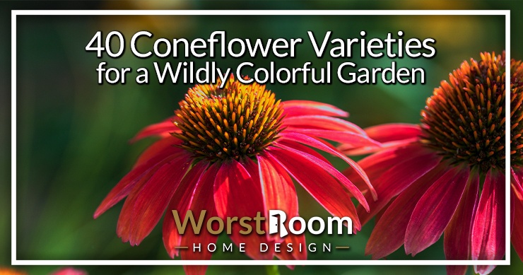 coneflower varieties