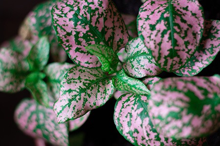 confetti polka dot is one of the types of speckled leaf plants that grow only within foot height