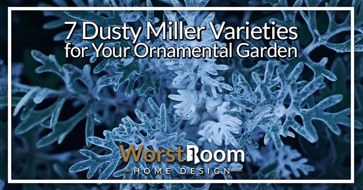 dusty miller varieties