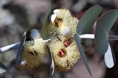 some eucalyptus species, like dwarf apple eucalyptus, can grow around 25 feet tall tree or as a plant