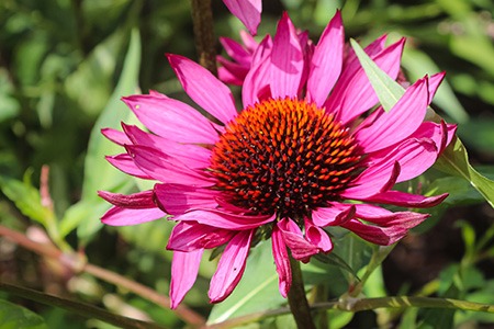 some varieties of echinacea, like elton knight, blooms both in summer and fall