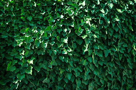 english ivy