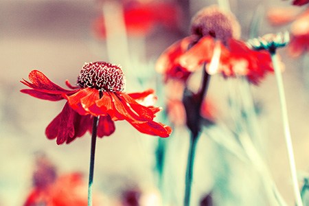 some types of coneflowers, like firebird coneflower, have perfect red-orange petals on them