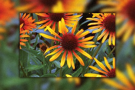 one of the most unique coneflower varieties is nothing else than the flame thrower with its hues of yellow, orange, and red