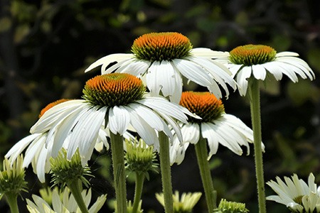 some echinacea varieties, like fragrant angel, resembles daisies