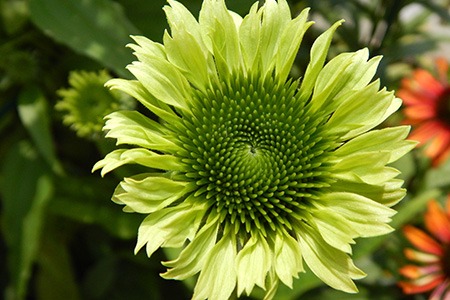 some coneflower types, like green jewel, have perfect glossy green color on them