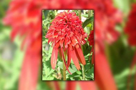 hot papaya coneflower