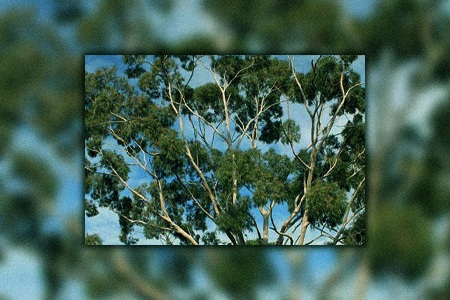 lemon-scented gum