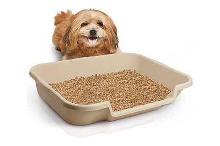 litter boxes / trays are also considered as a dog toilet