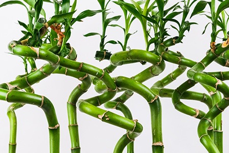if you are looking for long-lasting plants that reduce humidity, lucky bamboo plants are your perfect option