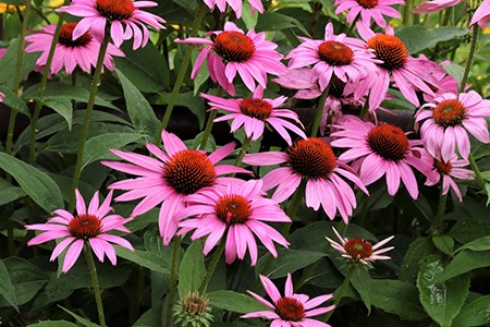 magnus coneflower