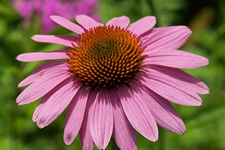 merlot coneflower