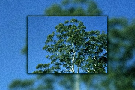 mountain gum eucalyptus