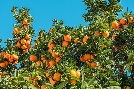 navel orange