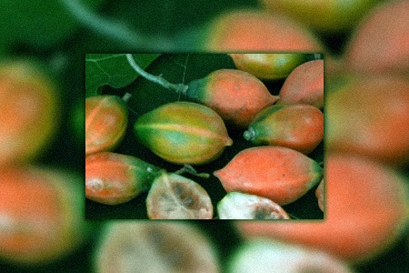oak leaved papaya