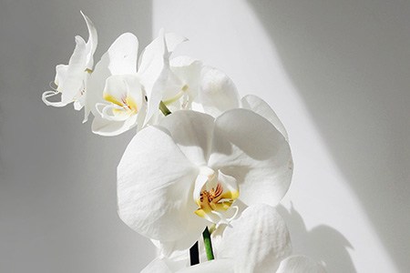 if you are looking for dehumidifying plants that are easy-to-grow, orchids are your answer