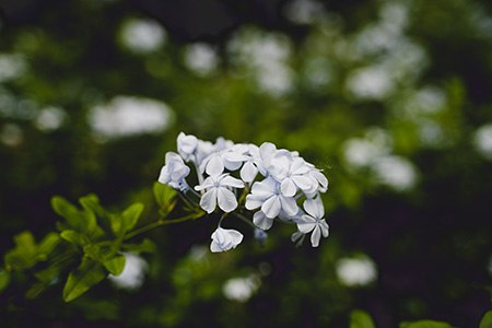 other plumbago varieties