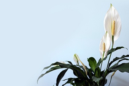 peace lily is one of the natural dehumidifier plants