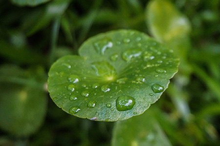 pennywort are the plants that absorb humidity since they need to be moist