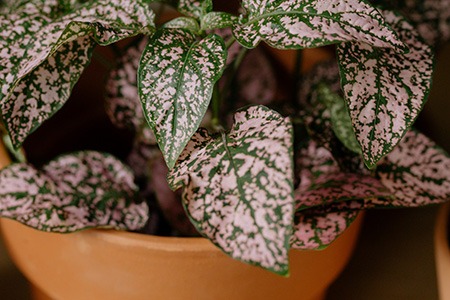 pink brocade polka dot is one of the most popular types of polka dot plants
