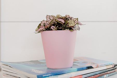 pink dot polka dot is one of the members of spotted plant varieties with its beautiful pink spots