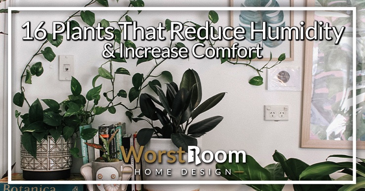 plants that reduce humidity