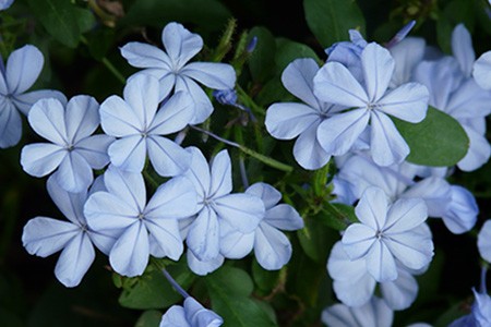 plumbago auriculata is one of the most famous types of plumbago