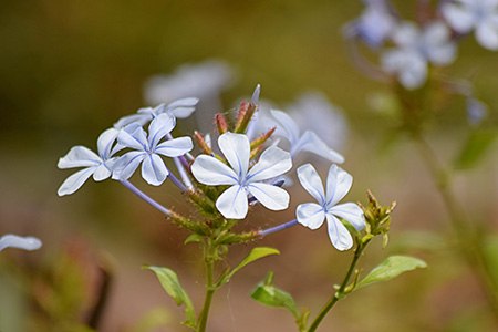 one of the most famous varieties of plumbago in europe is plumbago europaea