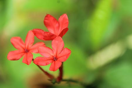 some plumbago types, like plumbago indica, have stunning deep-red blossoms