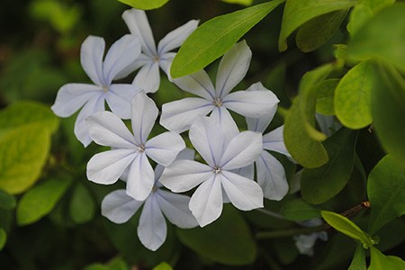 plumbago pulchella