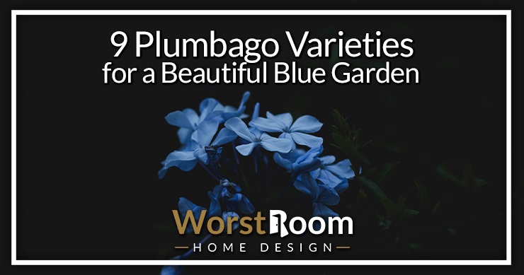 plumbago varieties