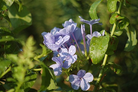 plumbago wissii