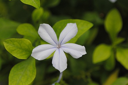 plumbago zeylanica