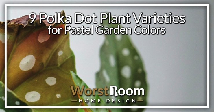 polka dot plant varieties