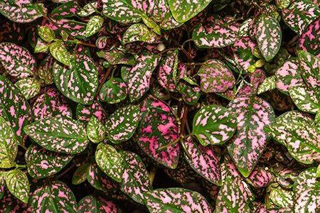 purpariana polka dot are one of the most rare types of spotted plants