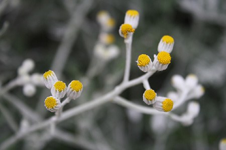 ramparts dusty miller are easy-to-grow members of the dusty miller family with beautiful dusty flowers