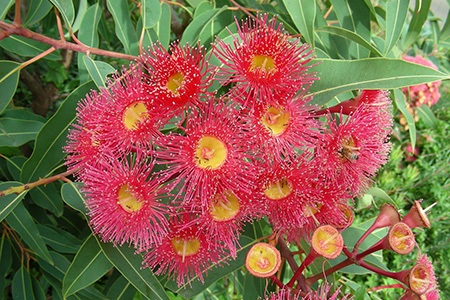 some eucalyptus types, red-flowering gum, are popular all over the world