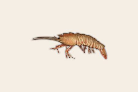 rock shrimp are one of the most common shrimp varieties nowadays