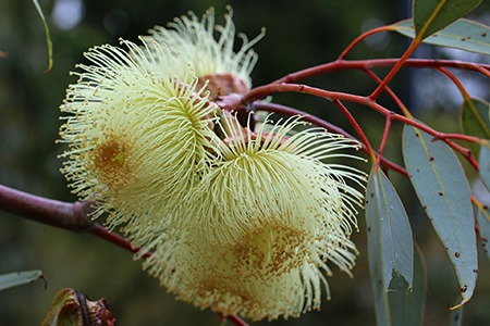 some eucalyptus varieties, like round-leafed moort, are perfect choice for garden plants