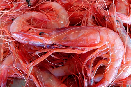 royal red shrimp are the most expensive shrimp variety
