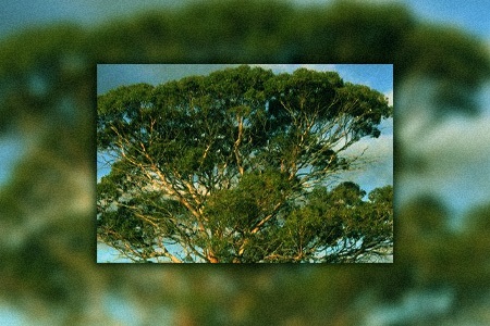 salmon gum eucalyptus