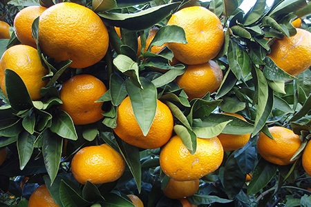 satsuma