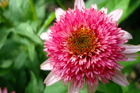 secret passion is one of the echinacea types that are cultivated worldwide
