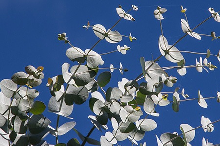 silver dollar gum